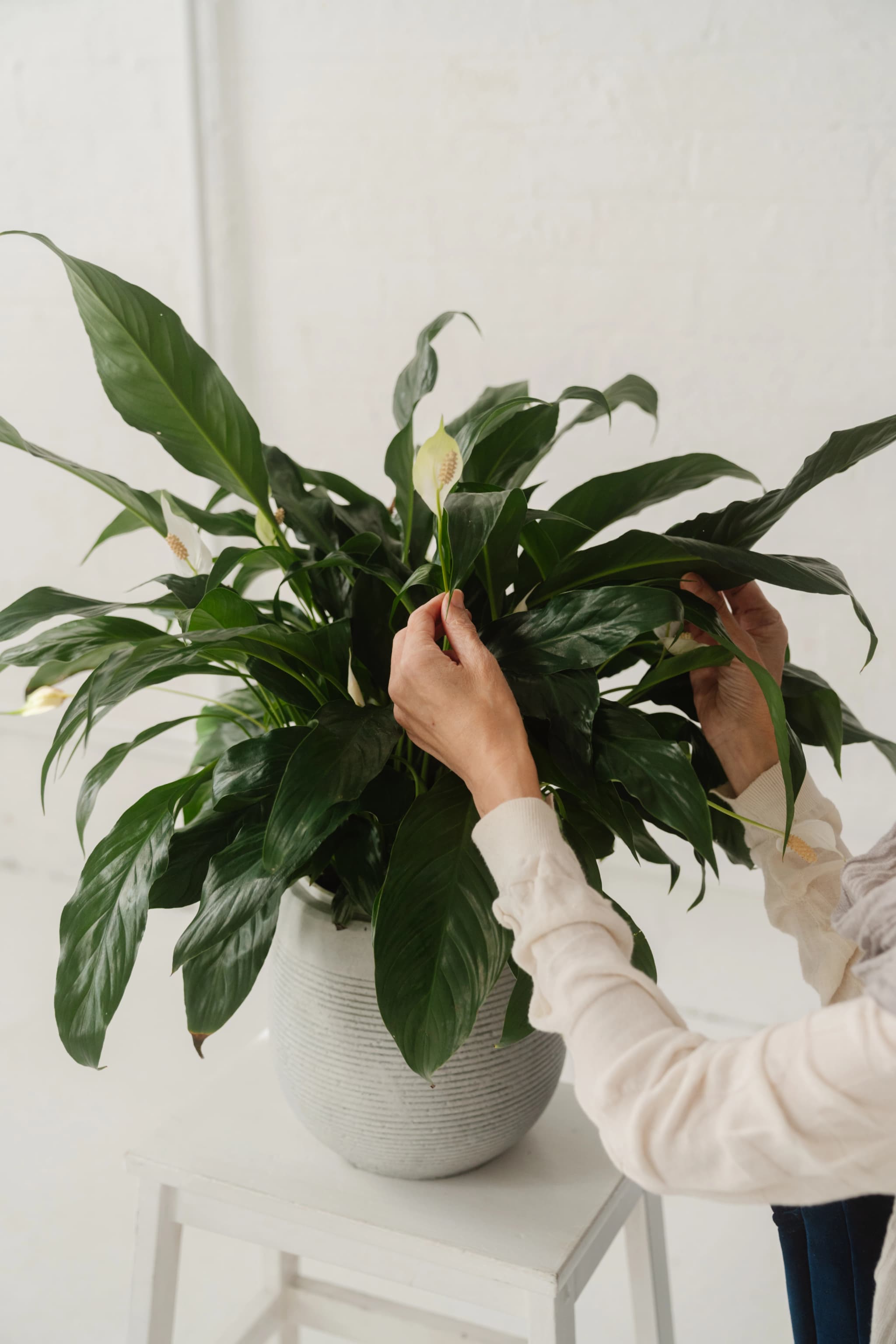 A thumbnail image for the The Peace Lily Project overview video. It depicts hands adjusting a Peace Lily.